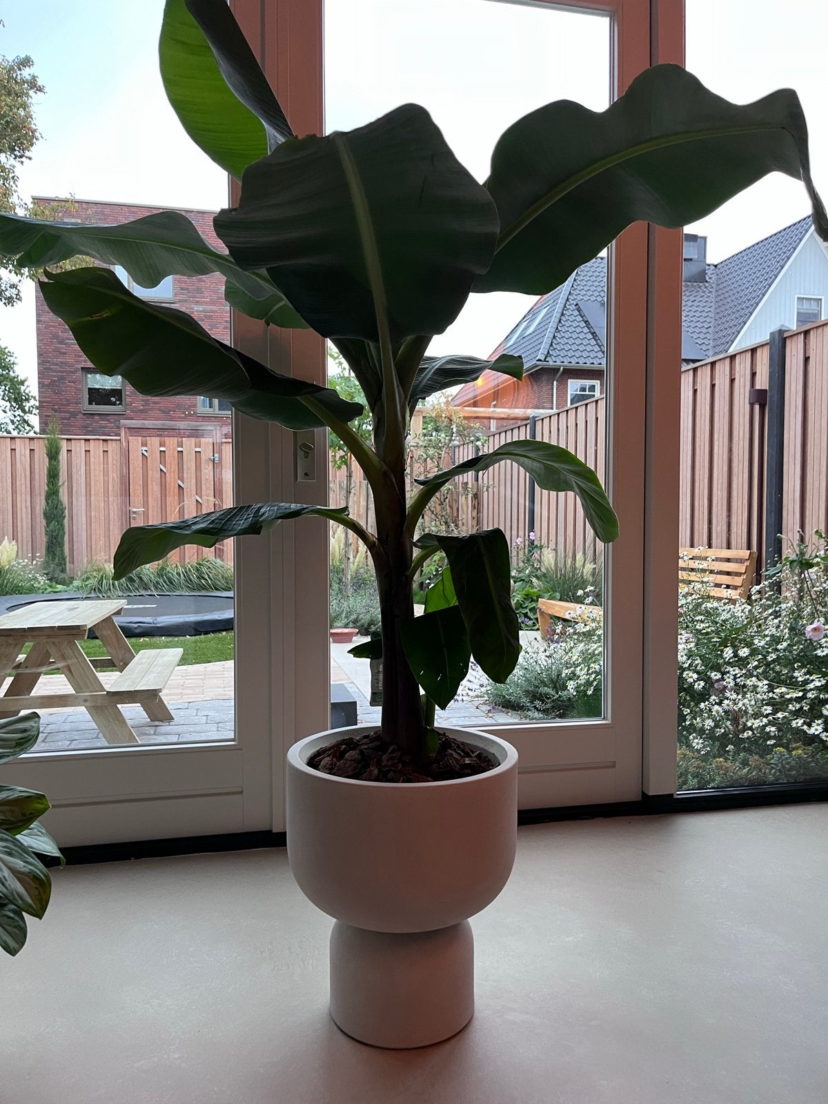 Grote bananenplant excl pot.  - Musa Dwarf Cavendish, Ophalen, 100 tot 150 cm, Overige soorten, Halfschaduw