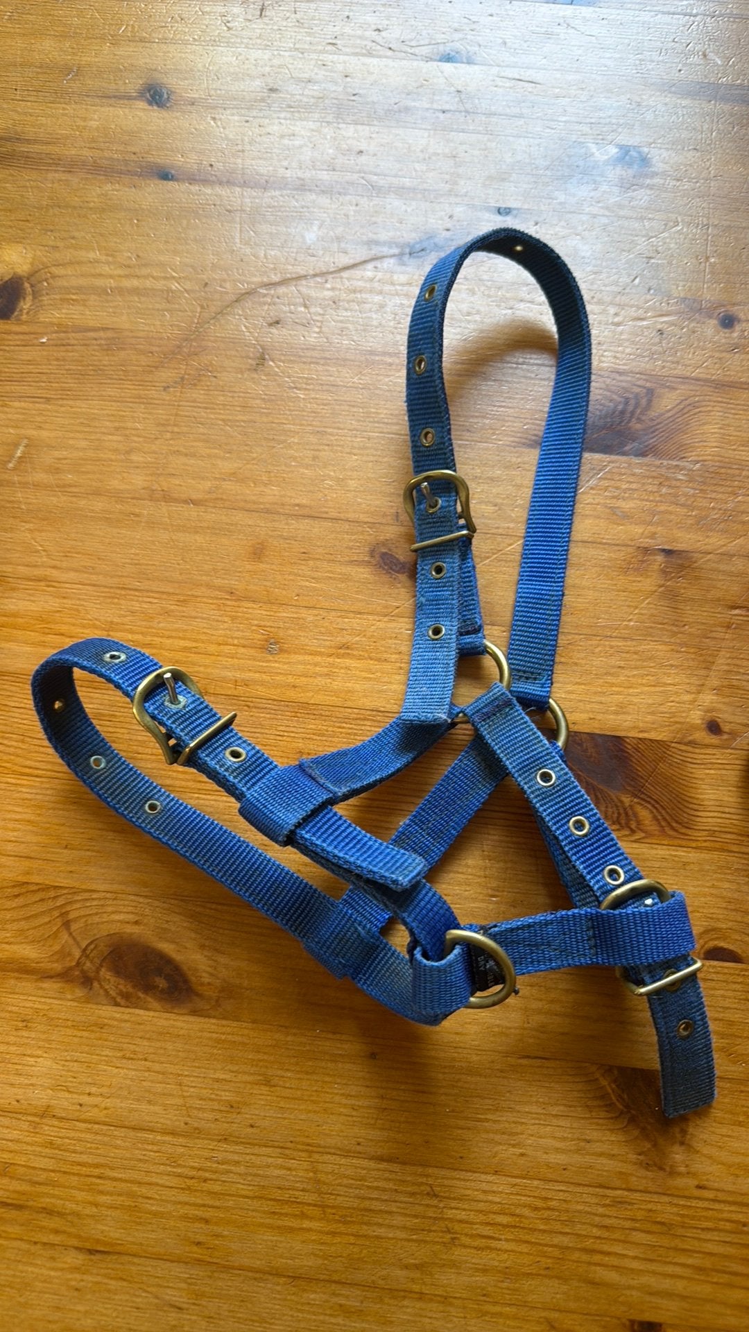Veulenhalster blauw, leren teugels HB Showtime, Dieren en Toebehoren, Paarden en Pony's | Overige Paardenspullen, Ophalen of Verzenden