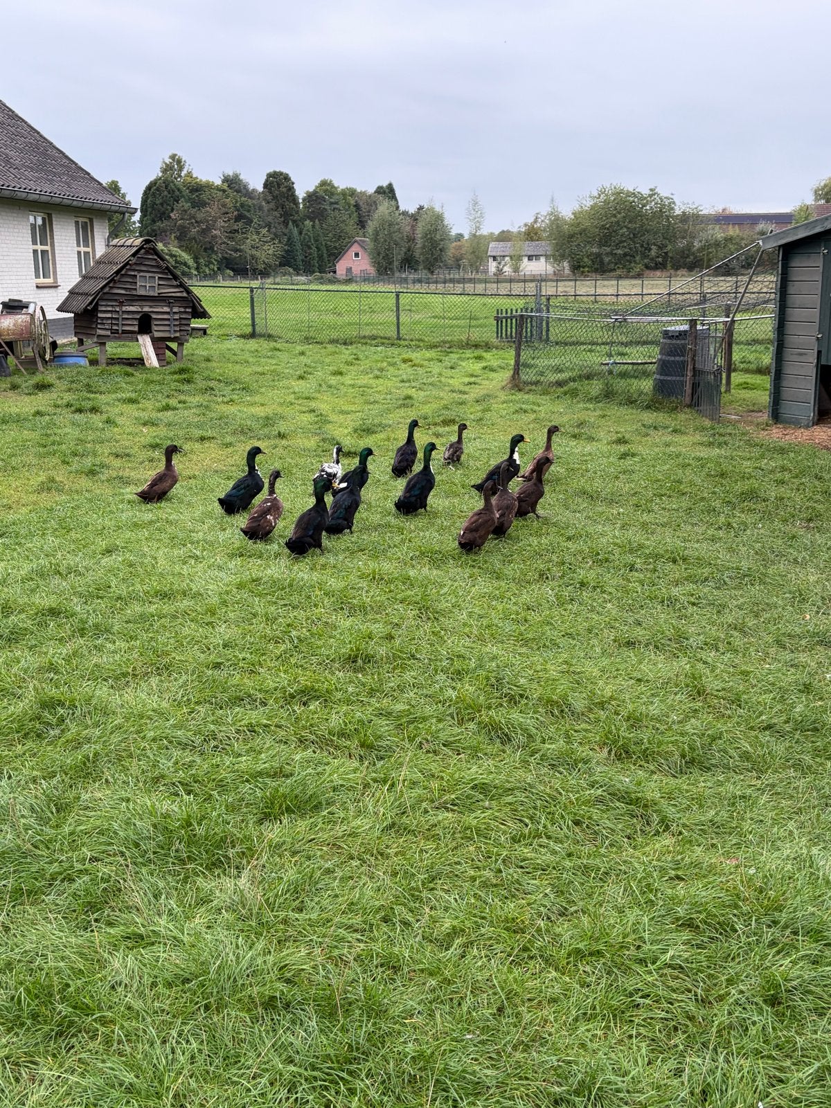 Indische loopeenden, Dieren en Toebehoren, Meerdere dieren, Eend