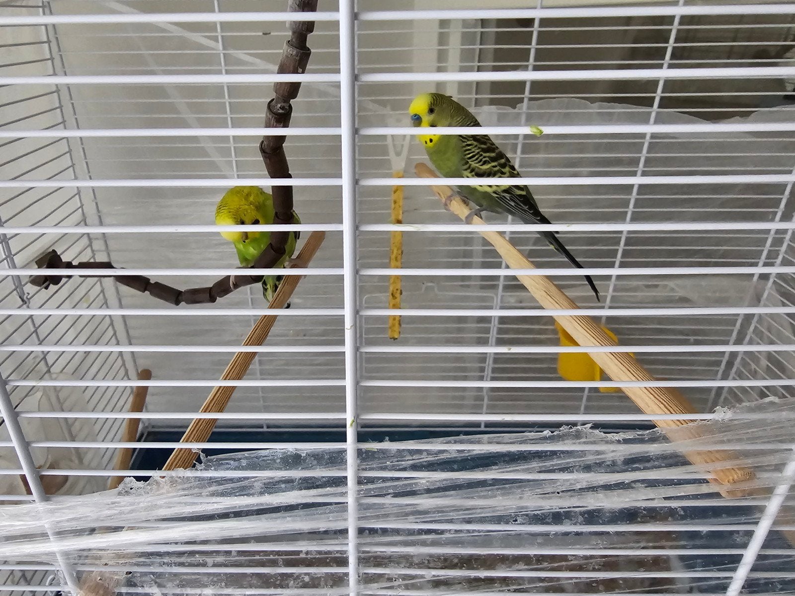 2 parkieten met kooi, Dieren en Toebehoren