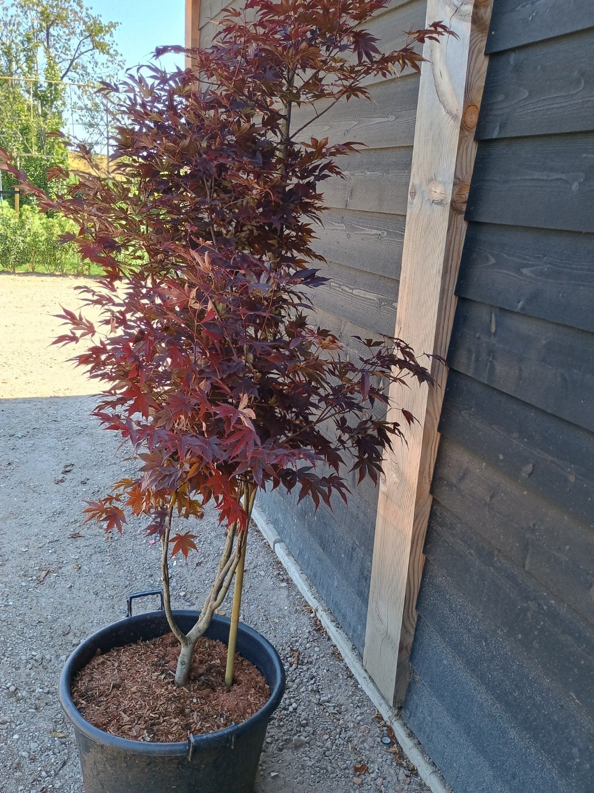 Japanse Esdoorn (Acer Palmatum) Meerstammig, Ophalen