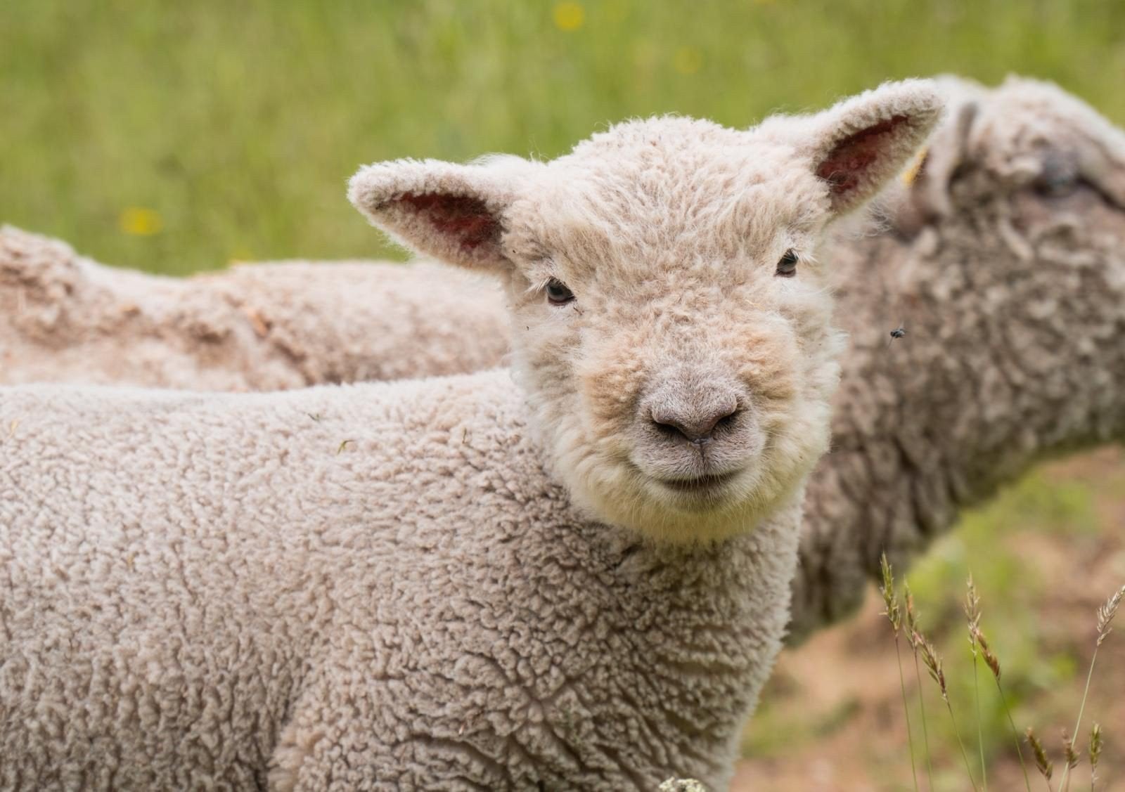 babydoll southdown schaapjes, Mannelijk, Schaap