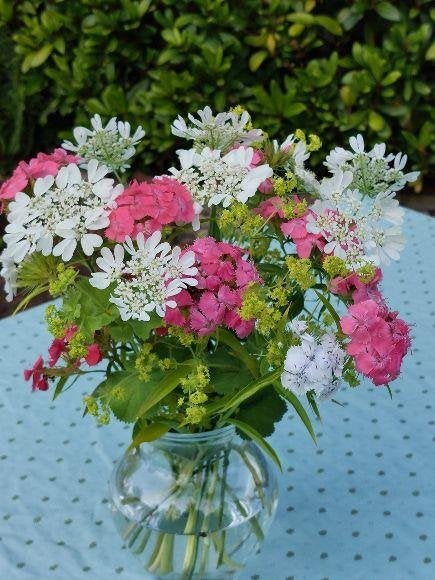 zaden Dianthus barbatus Duizendschoon mix, Verzenden, Voorjaar, Halfschaduw, Zaad