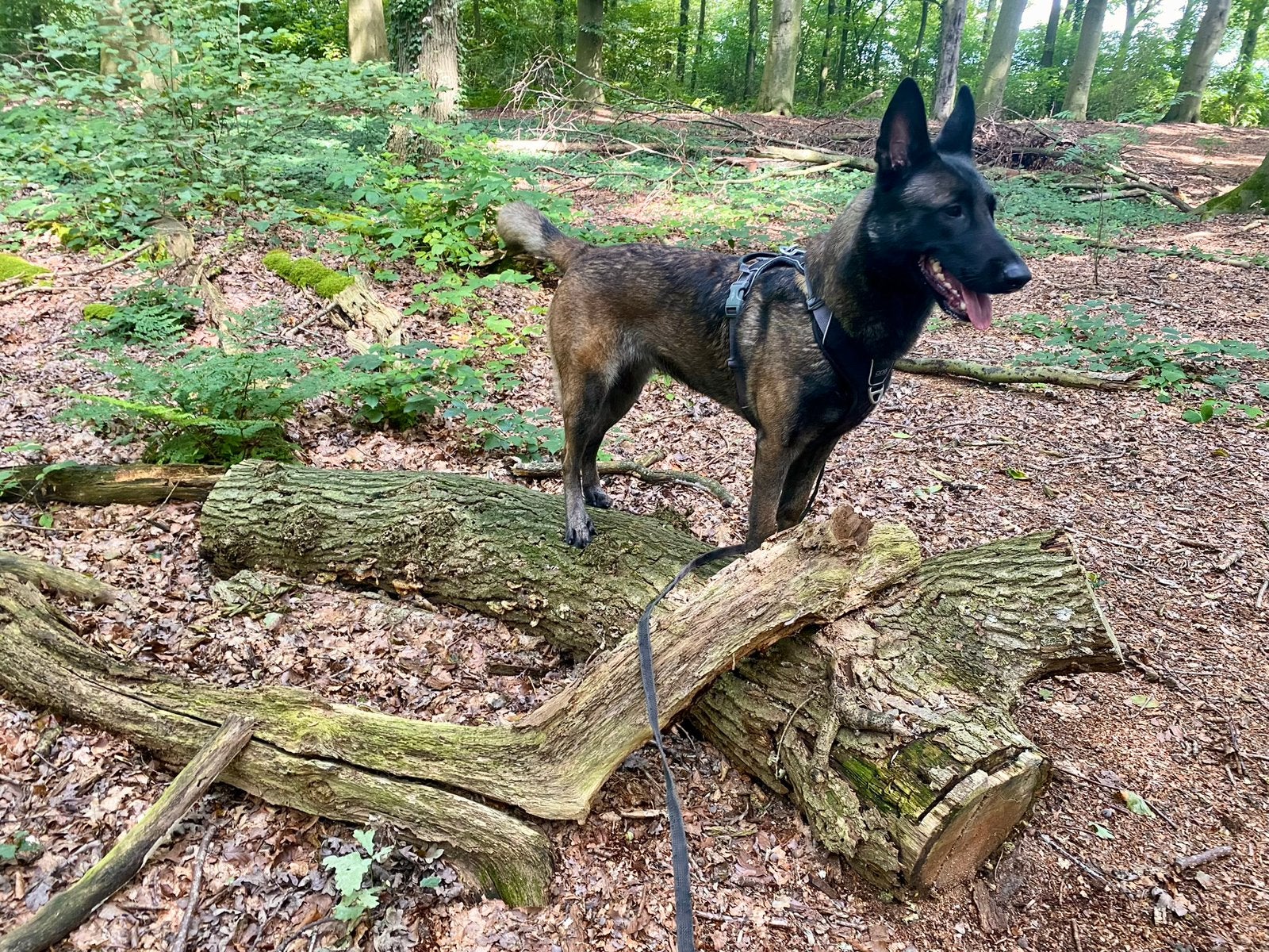 Mechelse herder gesteriliseerde teef, 6 jaar, Dieren en Toebehoren, 6 jaar of ouder, Teef, Eén hond, Herder