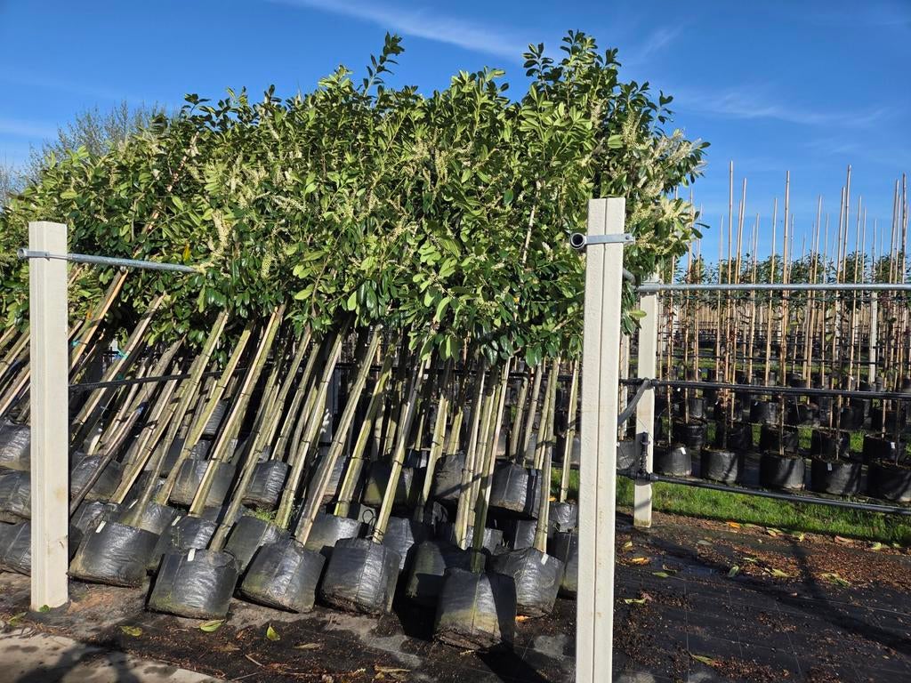 Laurier Prunus Novita als boomvorm - Solitaire, Tuin en Terras, Planten | Bomen, Ophalen