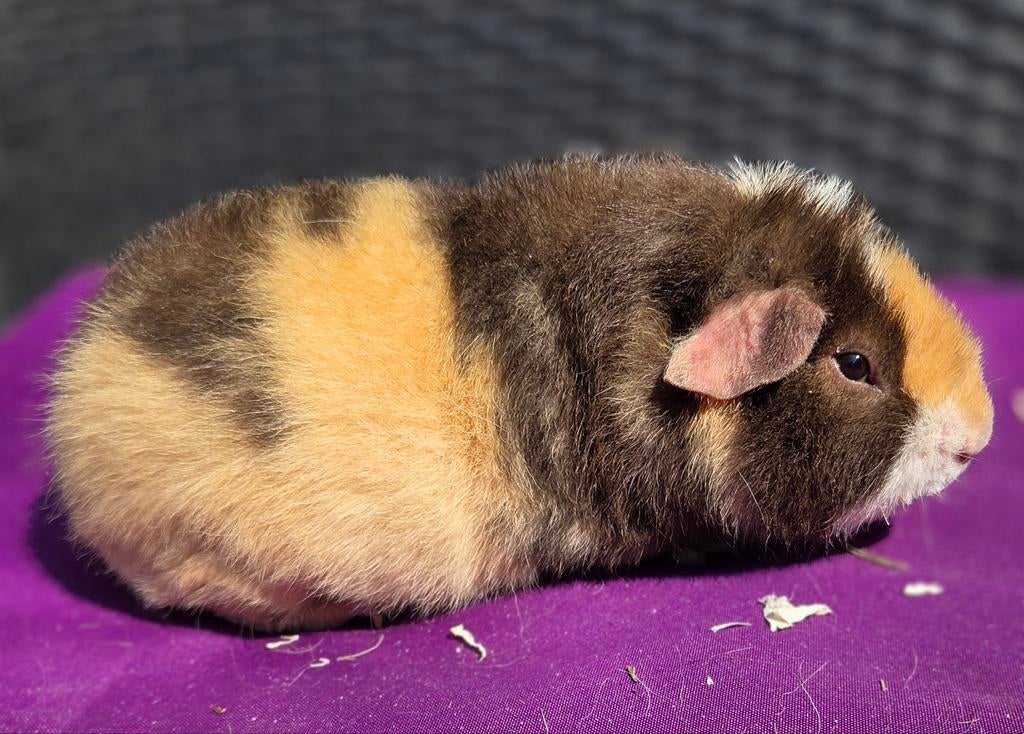 Prachtige choco crème wit us teddy beertje 🥰, Februari, Mannelijk, Cavia