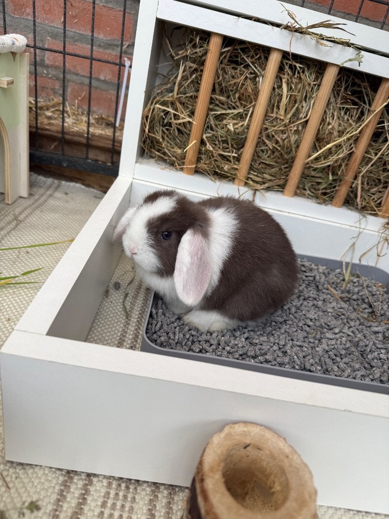 Gezocht! Minilop bruin bont rammelaar of voedster, Dieren en Toebehoren, Konijnen, Mannelijk, Klein, Hangoor, 0 tot 2 jaar
