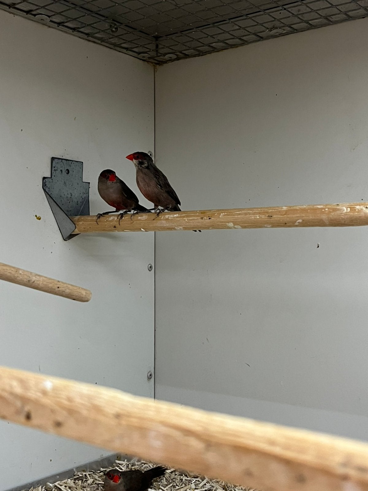 2-2 St Helena Fazantje, Meerdere dieren, Tropenvogel, Geringd