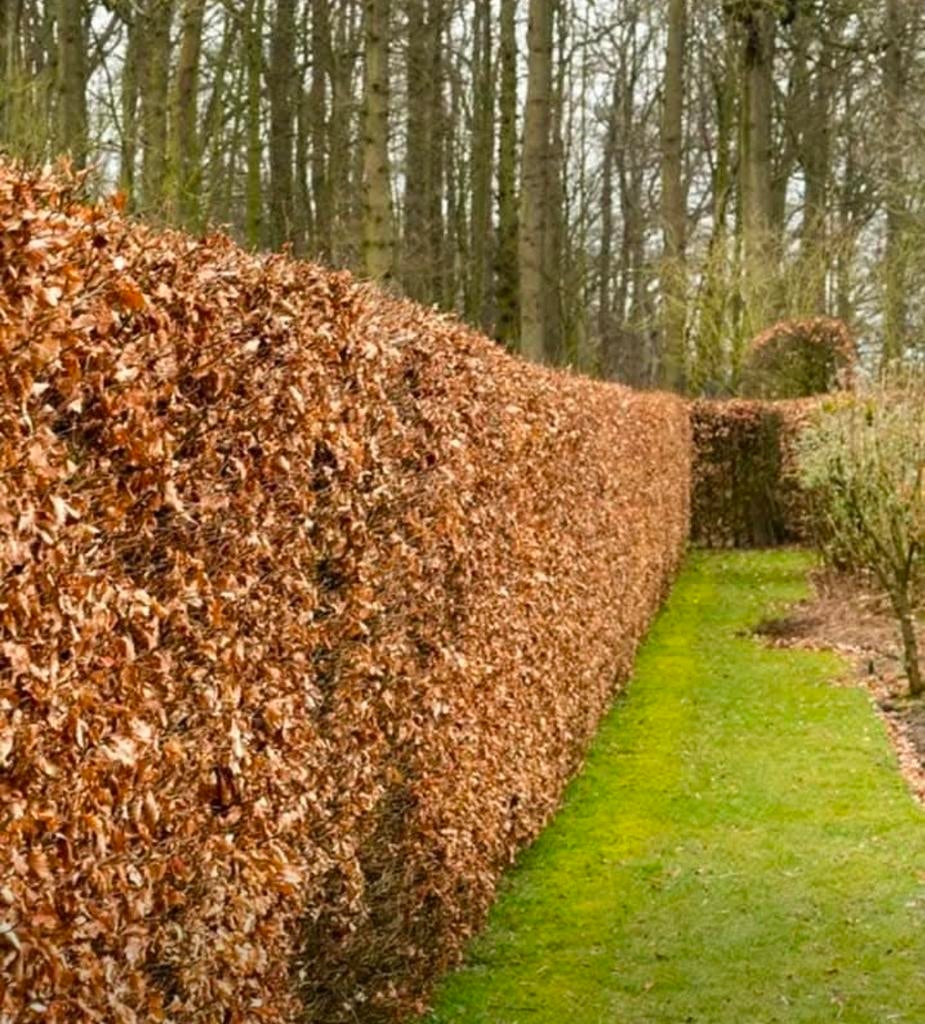 Laurier planten, Tuin en Terras, Ophalen of Verzenden, Beukenhaag, Haag, 100 tot 250 cm