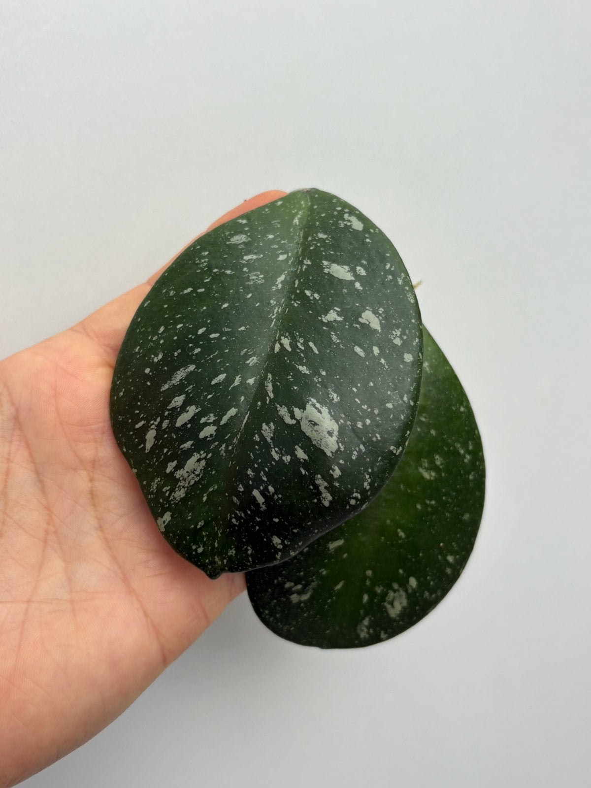Geworteld Hoya Obovata Stekje met Groeipunt [7], Huis en Inrichting, Kamerplanten, Ophalen of Verzenden, Halfschaduw, Minder dan 100 cm