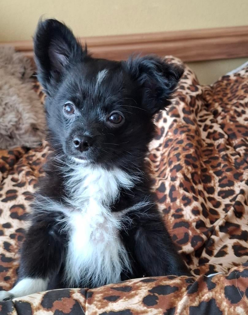 Vrolijke gezonde Pomchi pups mogen verhuizen., Parvo, 8 tot 15 weken, Meerdere, Nederland