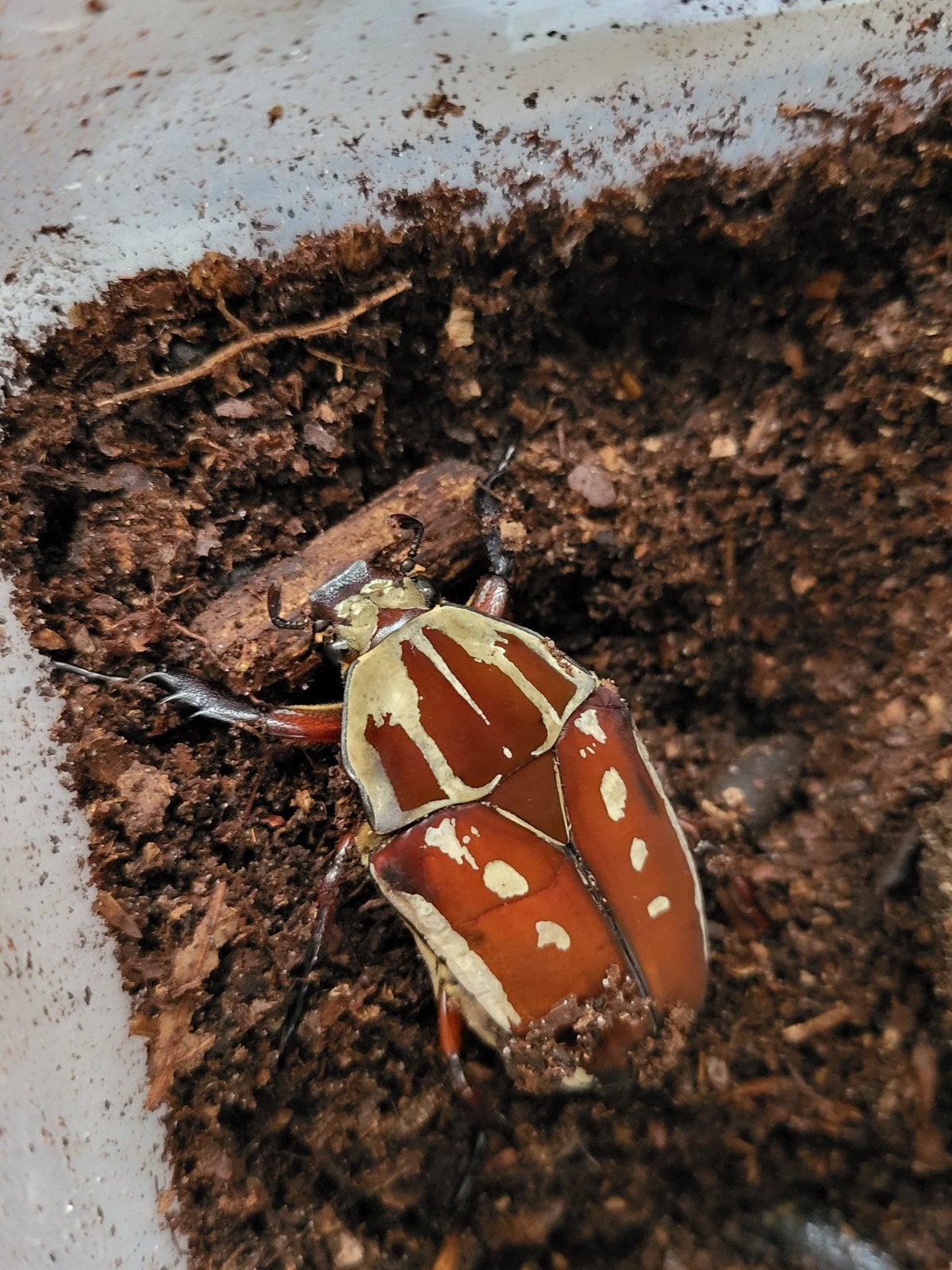 Mtu vrouw rood oranje mecynorrhina torquata ugandensis, Spin of Schorpioen