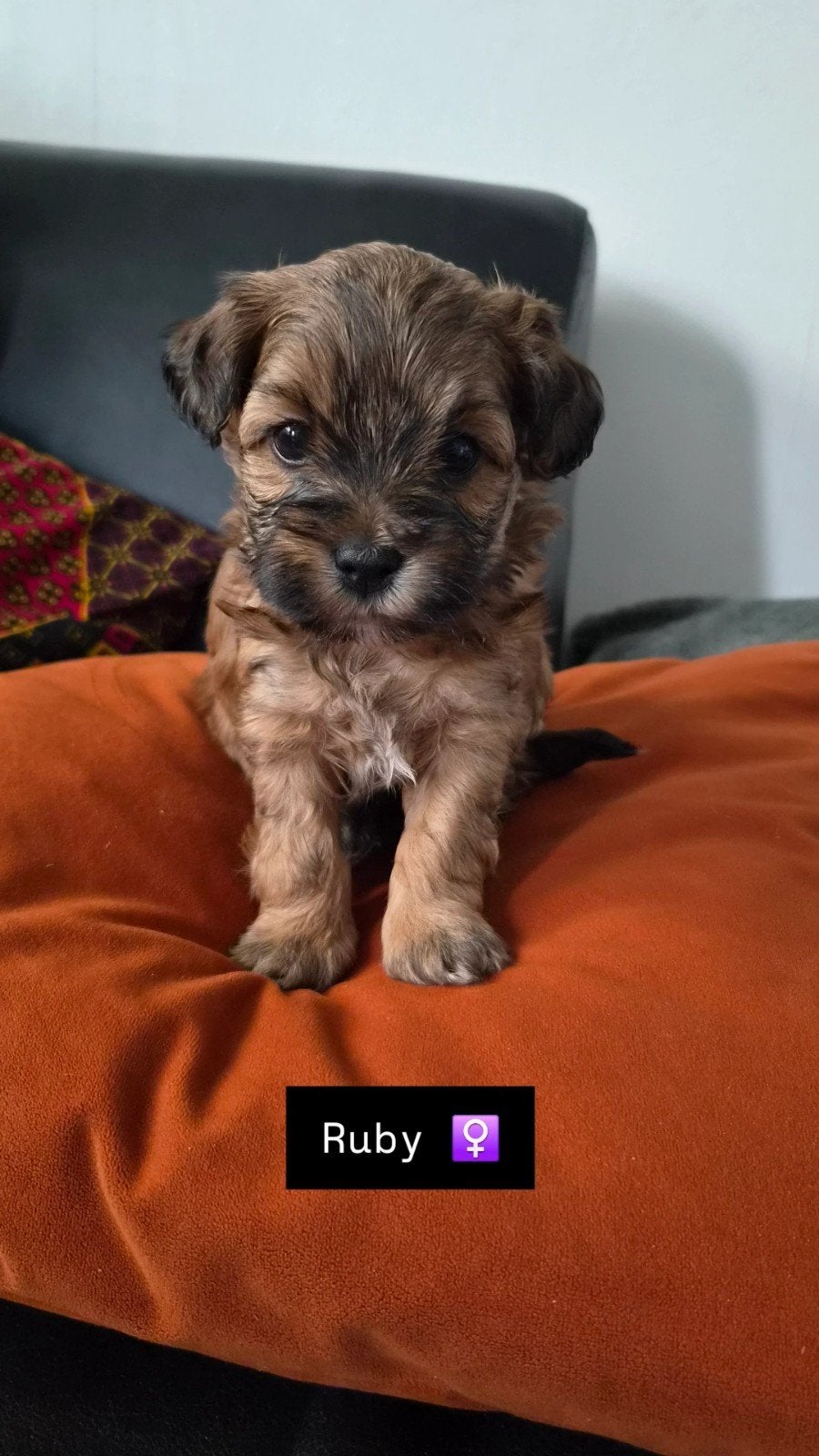 Boomer x Toy Poodle pups, Dieren en Toebehoren, Poedel, 8 tot 15 weken, Meerdere, Meerdere dieren