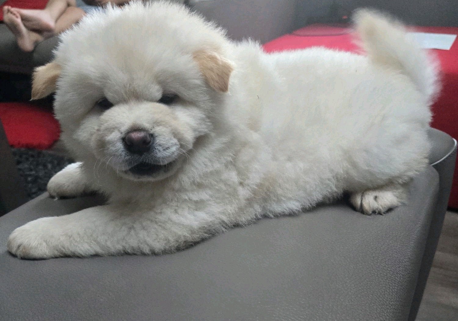 Nog 2 lieve Puppies( teefjes )Chow Chow beschikbaar, België, Particulier, Overige rassen, 8 tot 15 weken