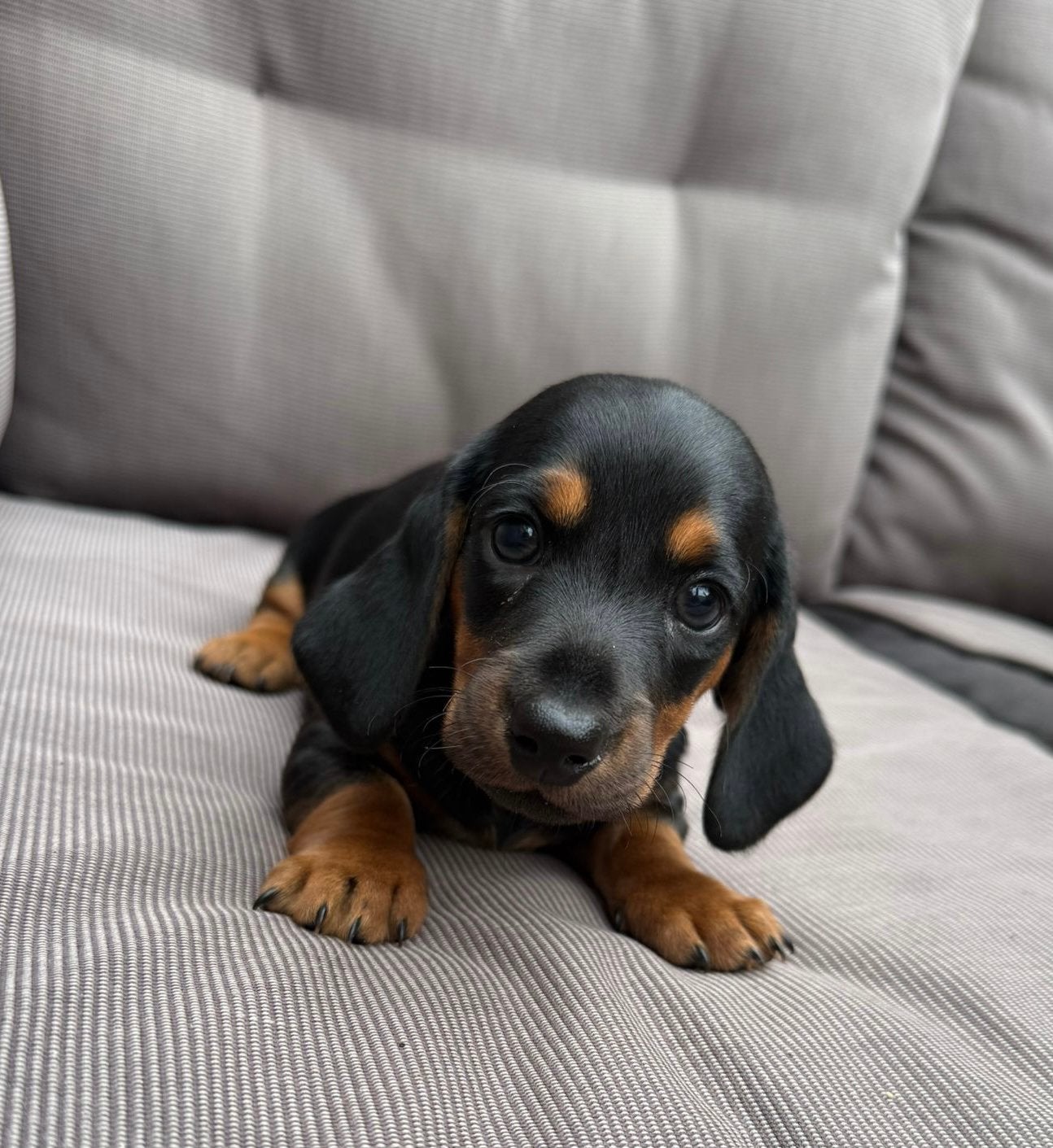 Super lieve mooie teckel pup, Parvo, 8 tot 15 weken, Korthaar, Dwerg