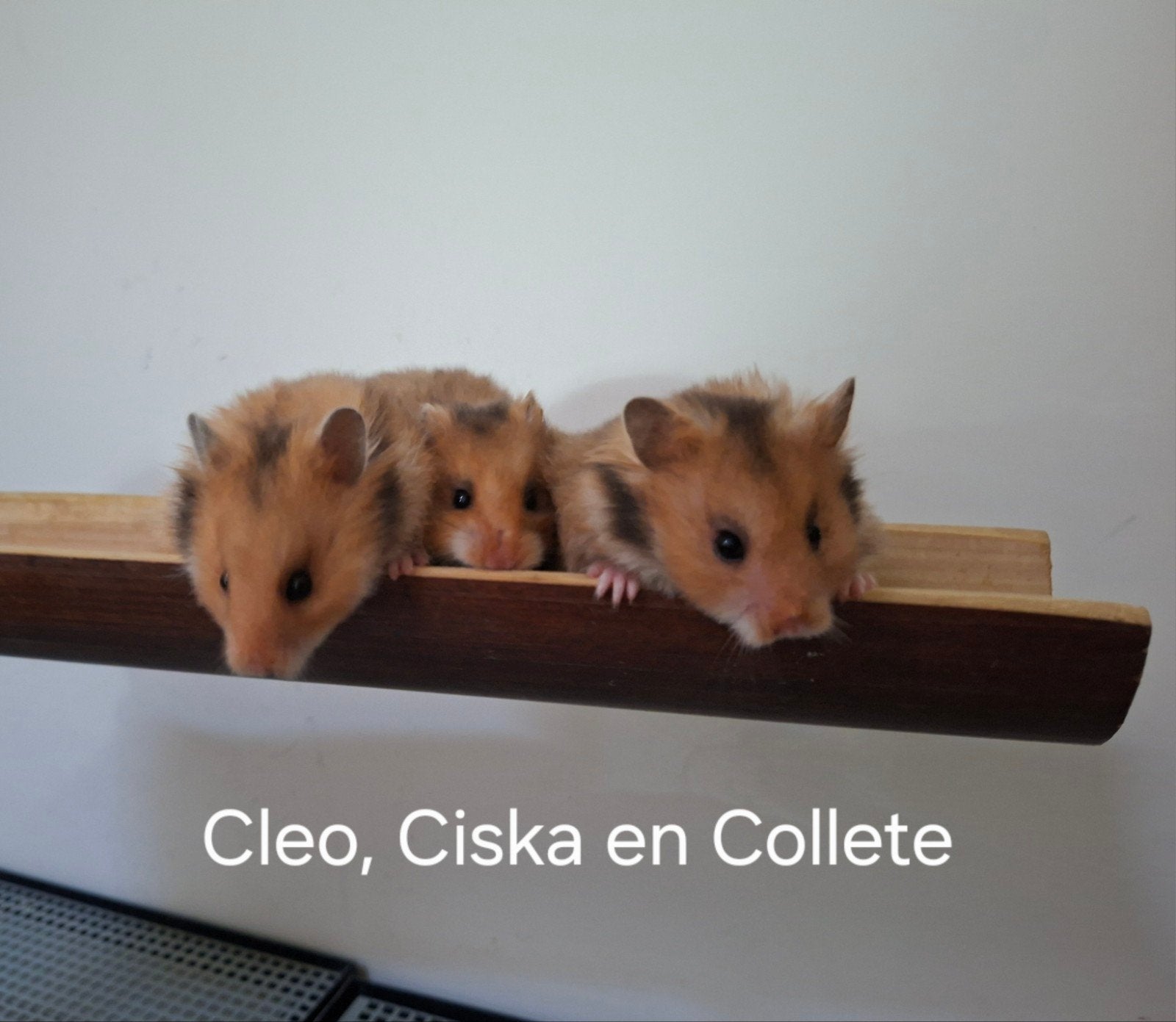 Hamster baby Ciska, Dieren en Toebehoren, Hamster, Juni, Meerdere dieren, Tam