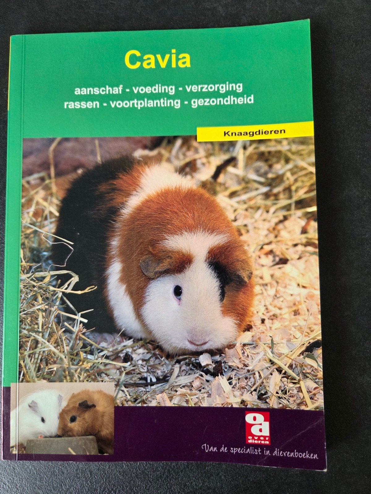 Cavia: Alles over aanschaf, voeding, verzorging & meer, Ophalen of Verzenden, Zo goed als nieuw