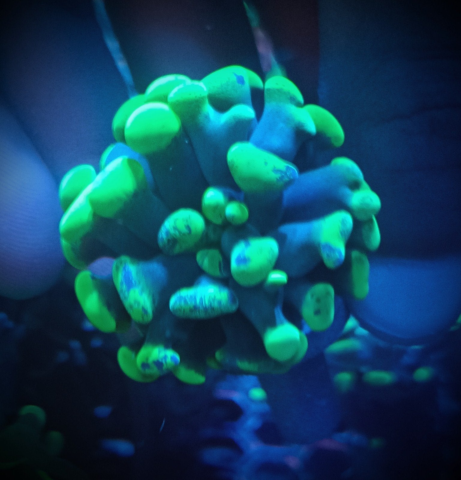 green splatter hamer, Dieren en Toebehoren, Vissen | Aquariumvissen, Zoutwatervis