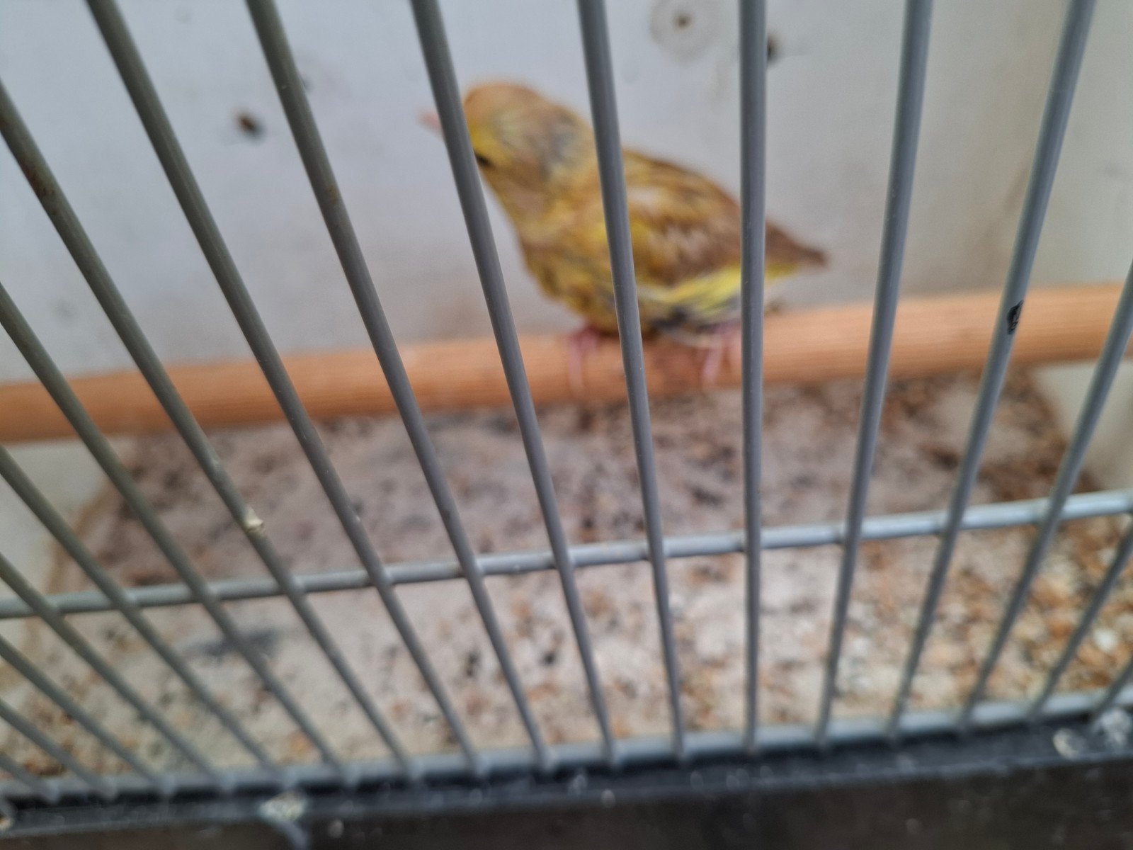 pop, Dieren en Toebehoren, Vogels | Overige Vogels, Vrouwelijk, Geringd