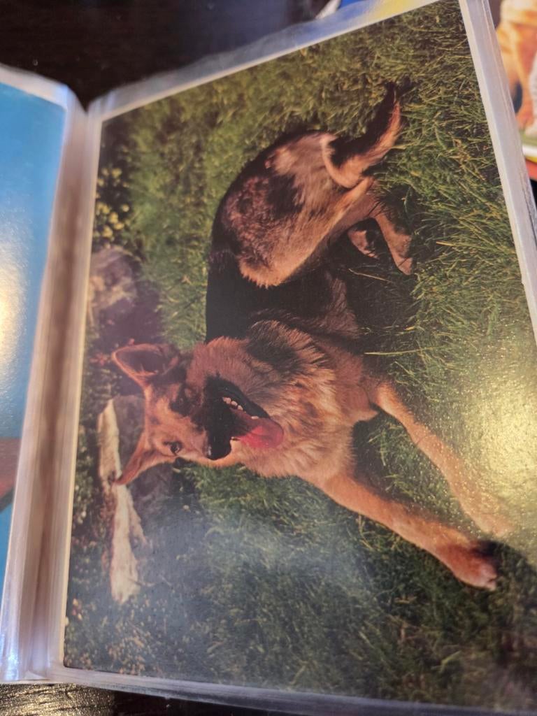 Vintage foto van een Duitse Herder, Ophalen of Verzenden, 1960 tot 1980, Ongelopen, Hond of Kat