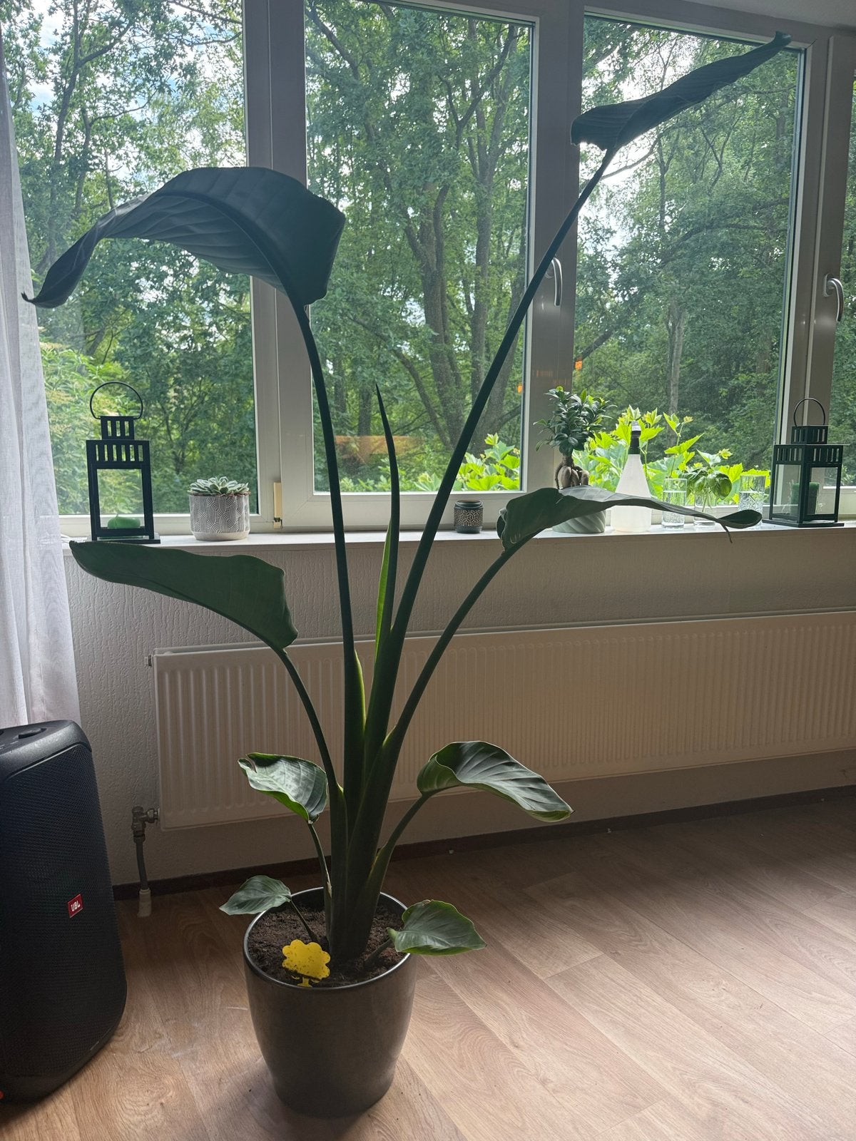 Strelitzia Nicolai - Reuzen Paradijsvogelbloem (186 cm), Volle zon, Vaste plant, Bloeit niet, Ophalen