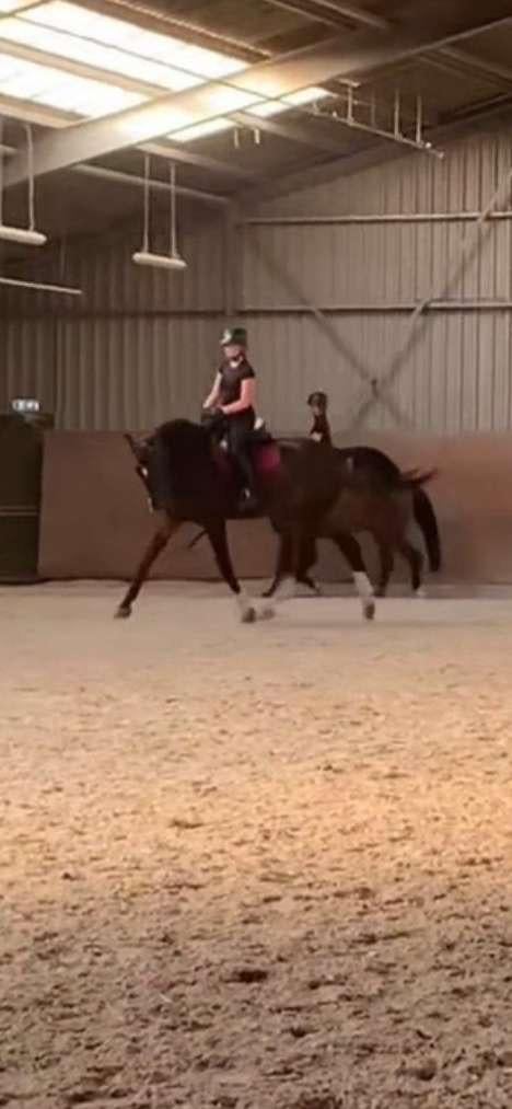Bijrij paard gezocht, Dieren en Toebehoren, Ophalen