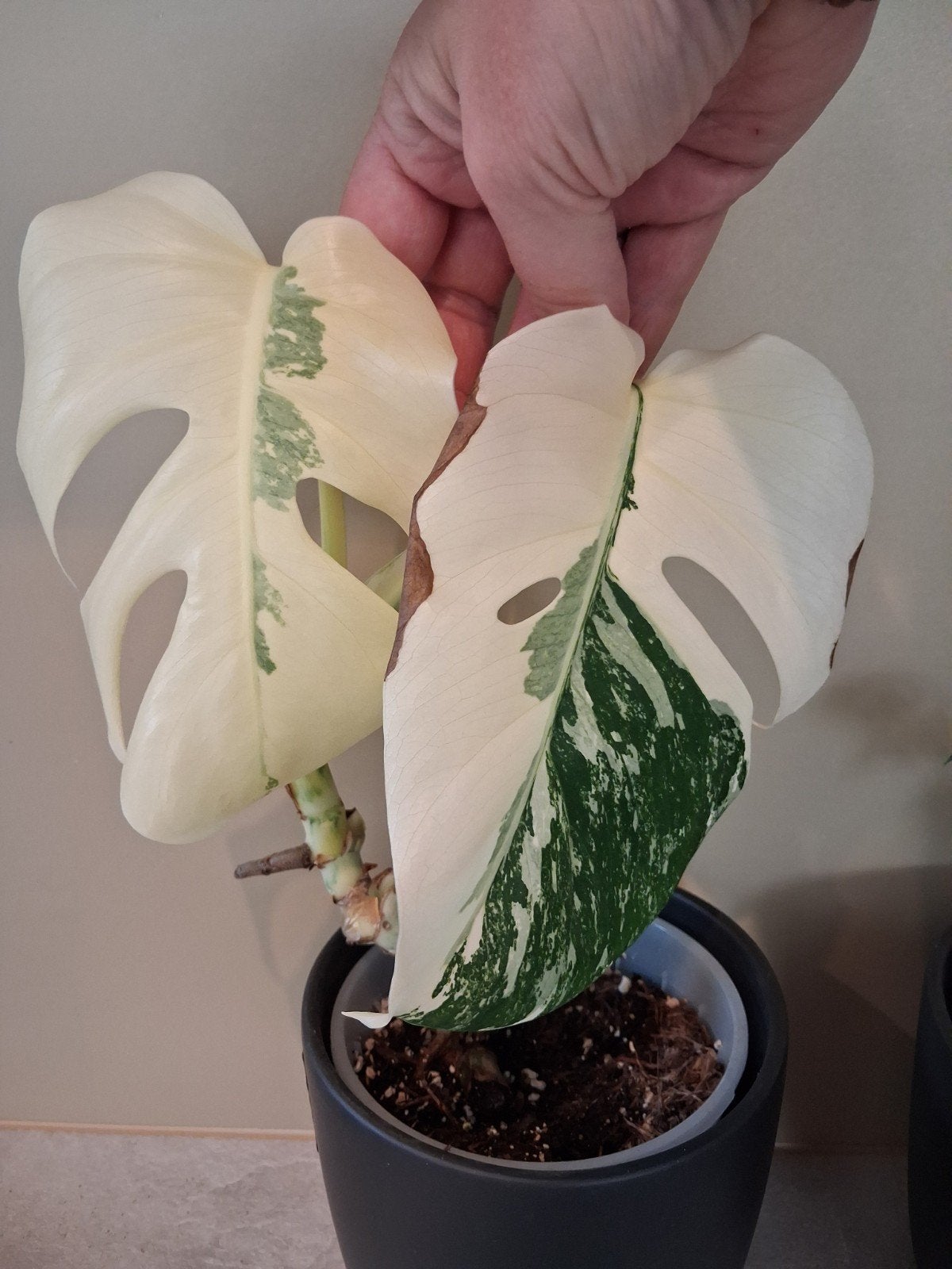 Monstera variegata, Ophalen of Verzenden, Halfschaduw, Minder dan 100 cm