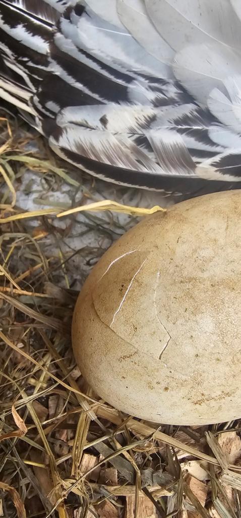 Jonge witte ganzen, geboren 16 mei, Dieren en Toebehoren, Pluimvee, Meerdere dieren, Gans of Zwaan