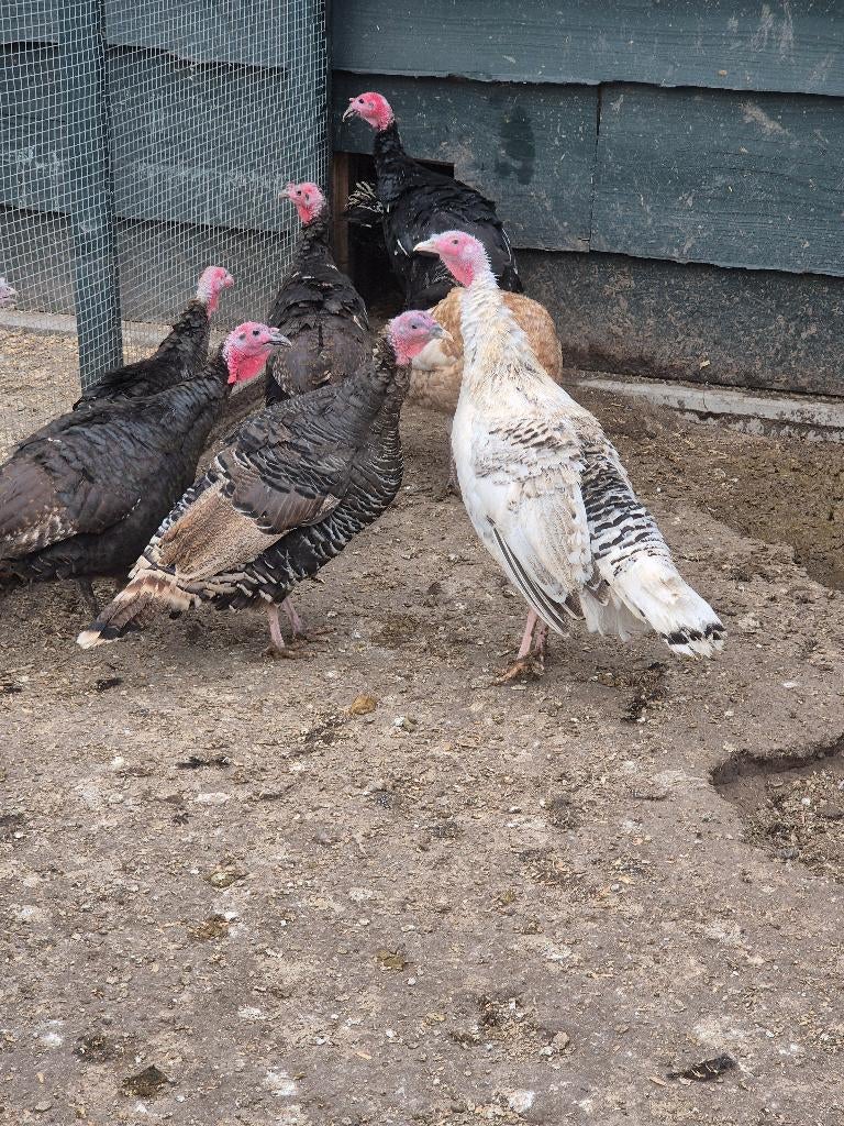 kalkoenen, Meerdere dieren, Kalkoen