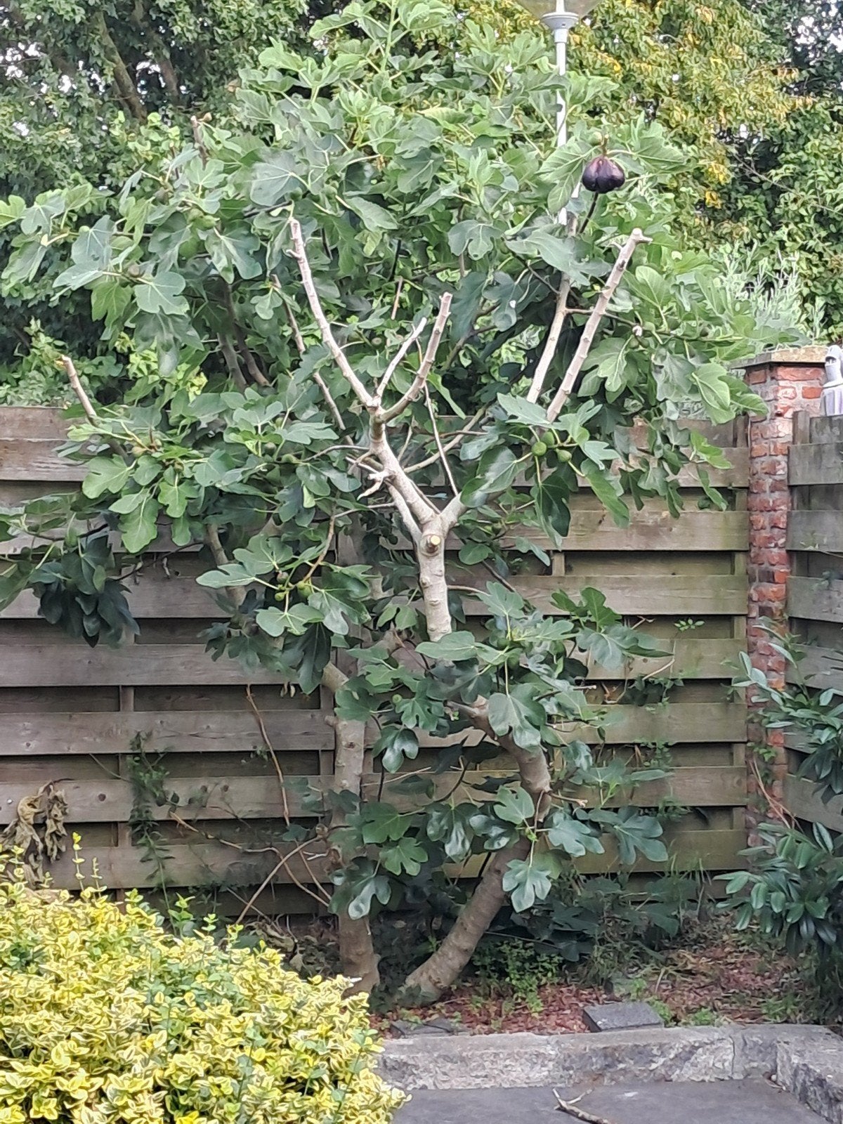 Vijgenboom, Volle zon, Bloeit niet, 100 tot 250 cm, Overige soorten