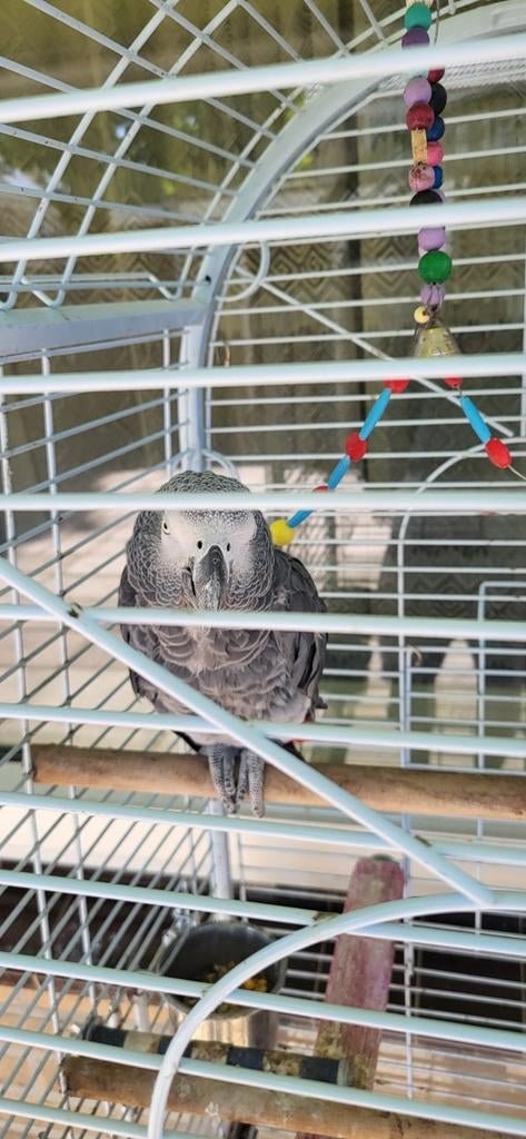 Grijze roodstaart, Geslacht onbekend, Papegaai