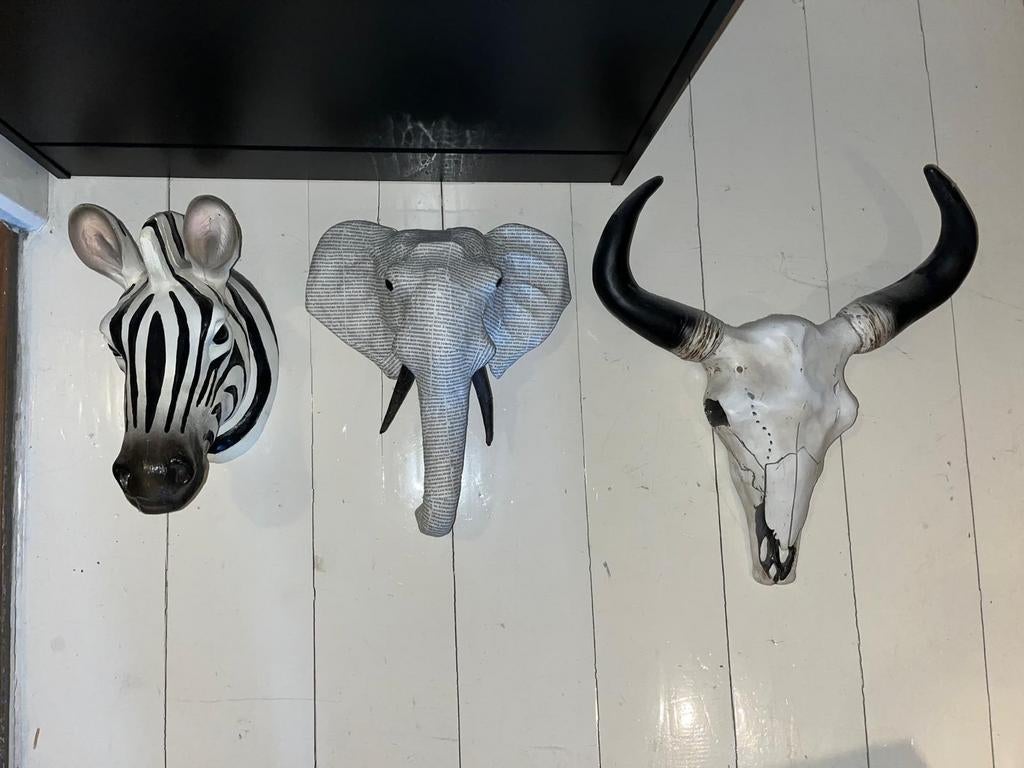 3 dierenkoppen voor aan de muur !, Ophalen of Verzenden, Gebruikt, 180 cm of meer