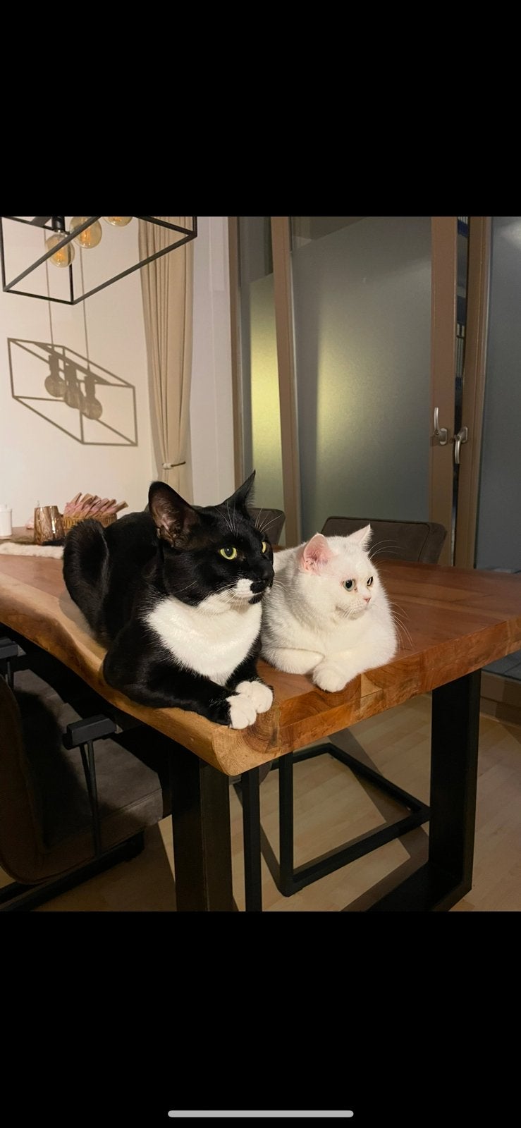 Katten, Dieren en Toebehoren, Meerdere dieren, Ontwormd, 3 tot 5 jaar
