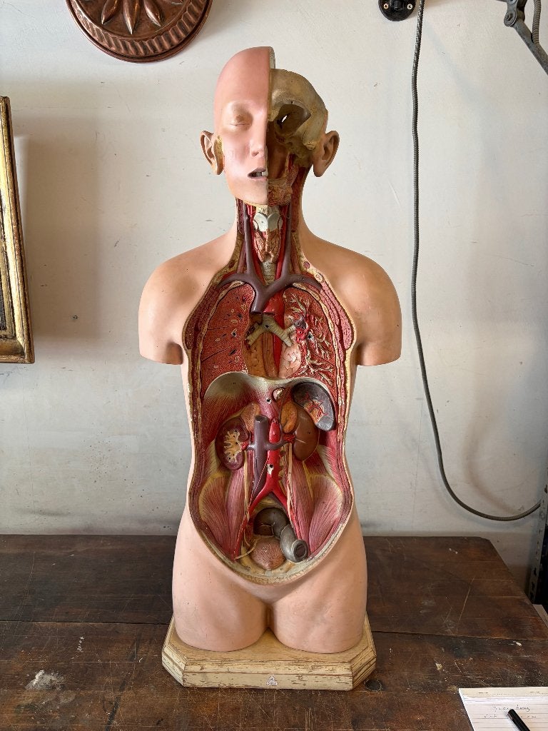 Somso anatomie model, 1930. NU 225 euro, Ophalen