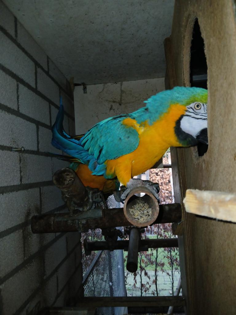 Ara s, Meerdere dieren, Papegaai