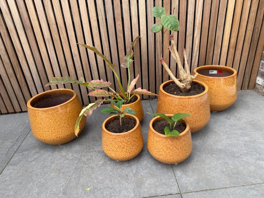 Set van 8 Terracotta Bloempotten - Diverse Maten, Ophalen of Verzenden, Overige soorten, Halfschaduw