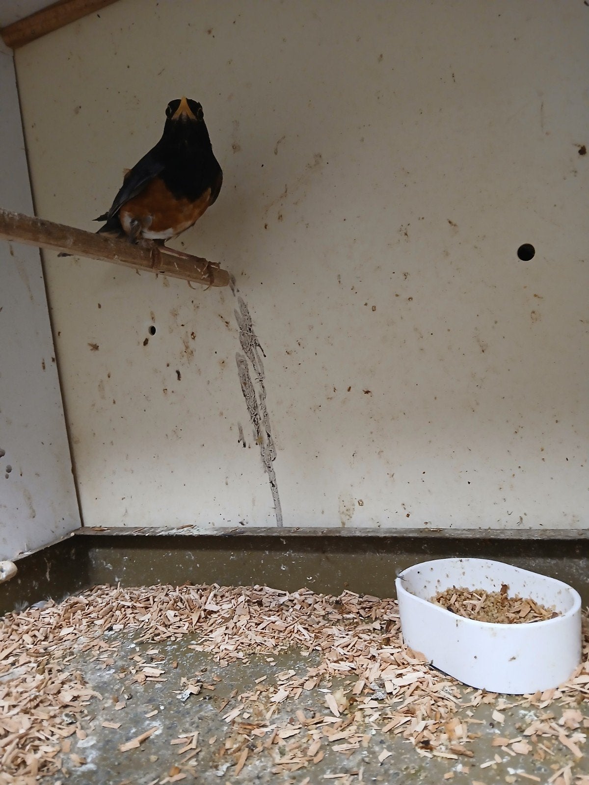 Zwartborst lijsters, Dieren en Toebehoren, Vogels | Overige Vogels, Meerdere dieren