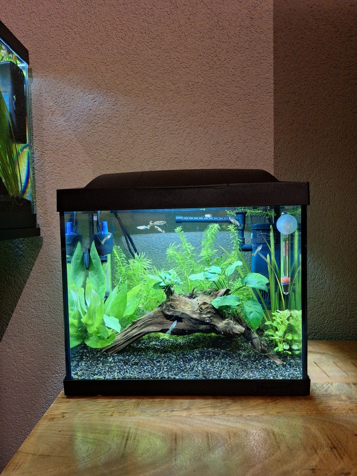 jonge guppy's, Ophalen, Nieuw