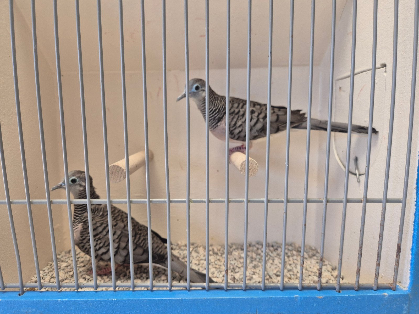 Koppels Vredesduifjes, Meerdere dieren