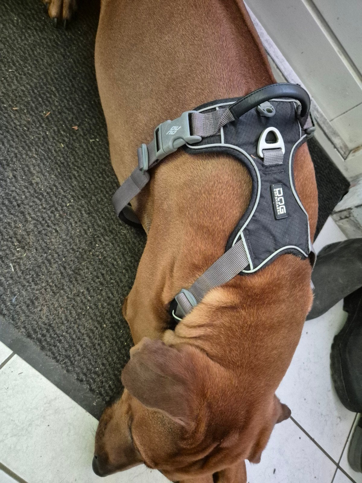 Tuigje hond DOG Copenhagen L, Dieren en Toebehoren, Ophalen of Verzenden