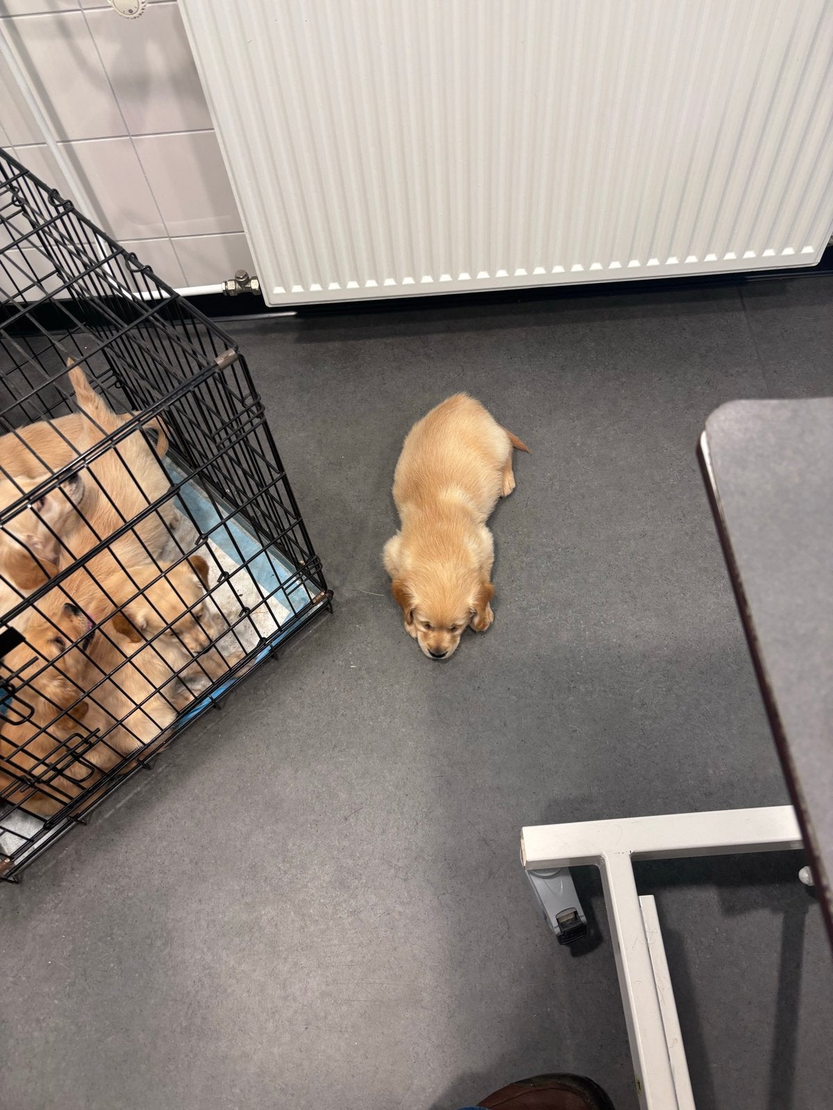 Lieve golden retriever pups, Dieren en Toebehoren, Golden retriever, 8 tot 15 weken, Parvo, Meerdere