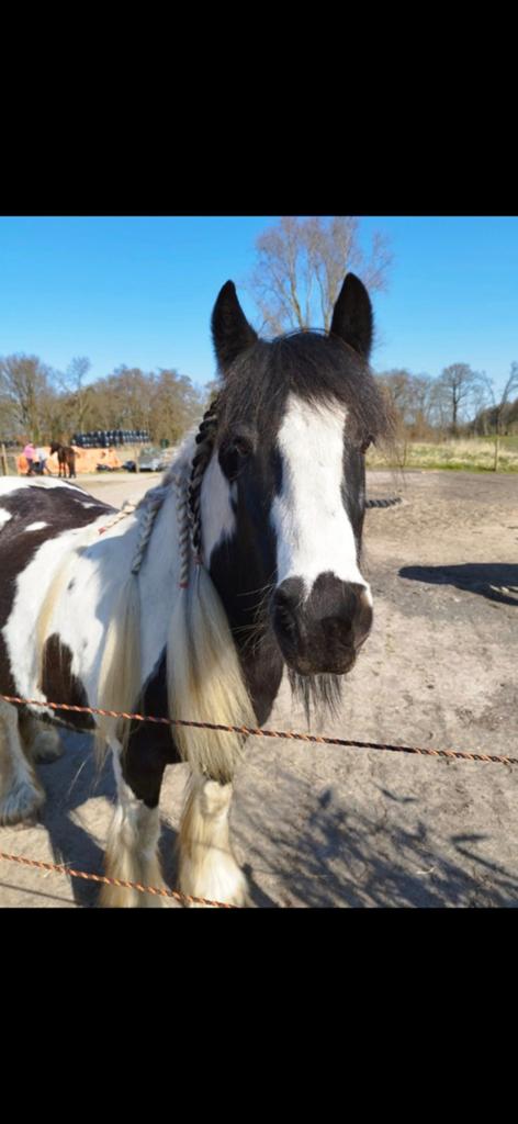 Verzorger gezocht voor lieve Tinker merrie (Hilversum), Dieren en Toebehoren