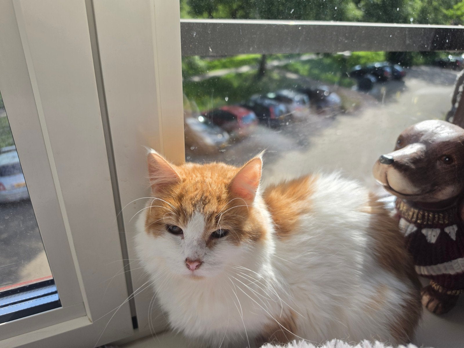 2 Main coon katten, Kater