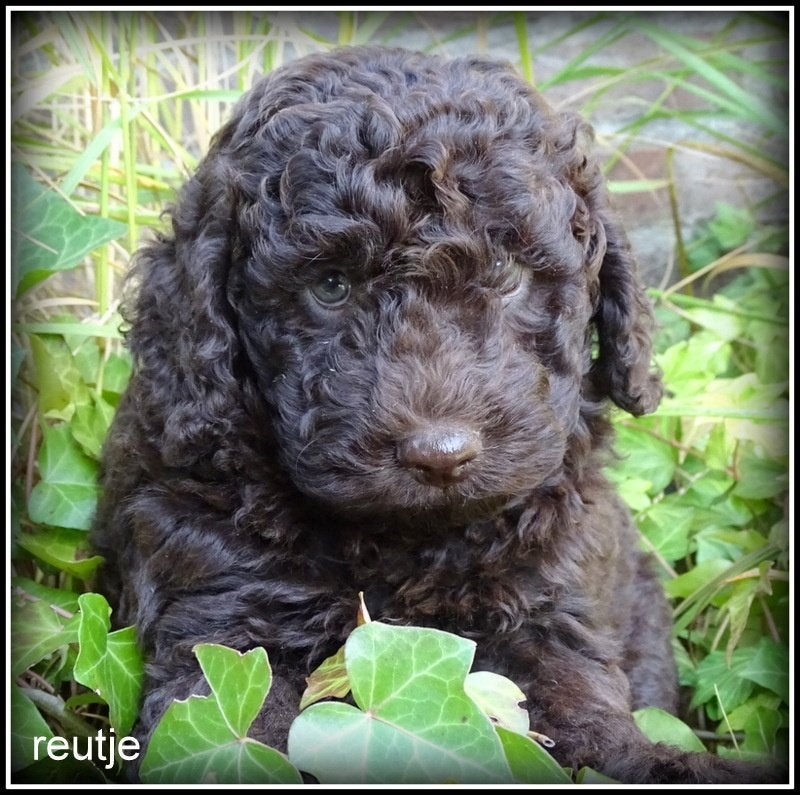 Mini Labradoodle pups F4, Dieren en Toebehoren, Honden | Retrievers, Spaniëls en Waterhonden, Nederland, Parvo, Overige rassen