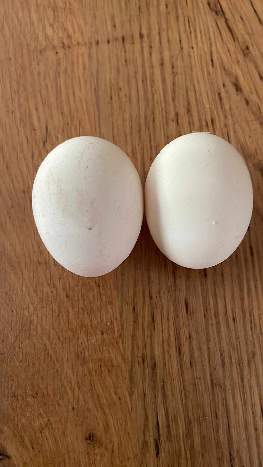 Broedeieren friese hoen goudpel, Dieren en Toebehoren, Pluimvee | Toebehoren, Ophalen of Verzenden, Nieuw, Overige typen
