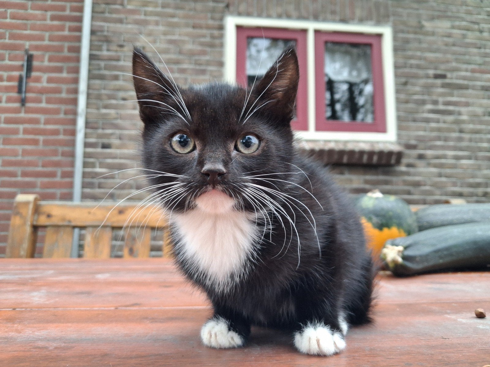 Lieve ondernemende katerkitten mag naar nieuw huisje, Dieren en Toebehoren, Kater, Kortharig, 0 tot 2 jaar