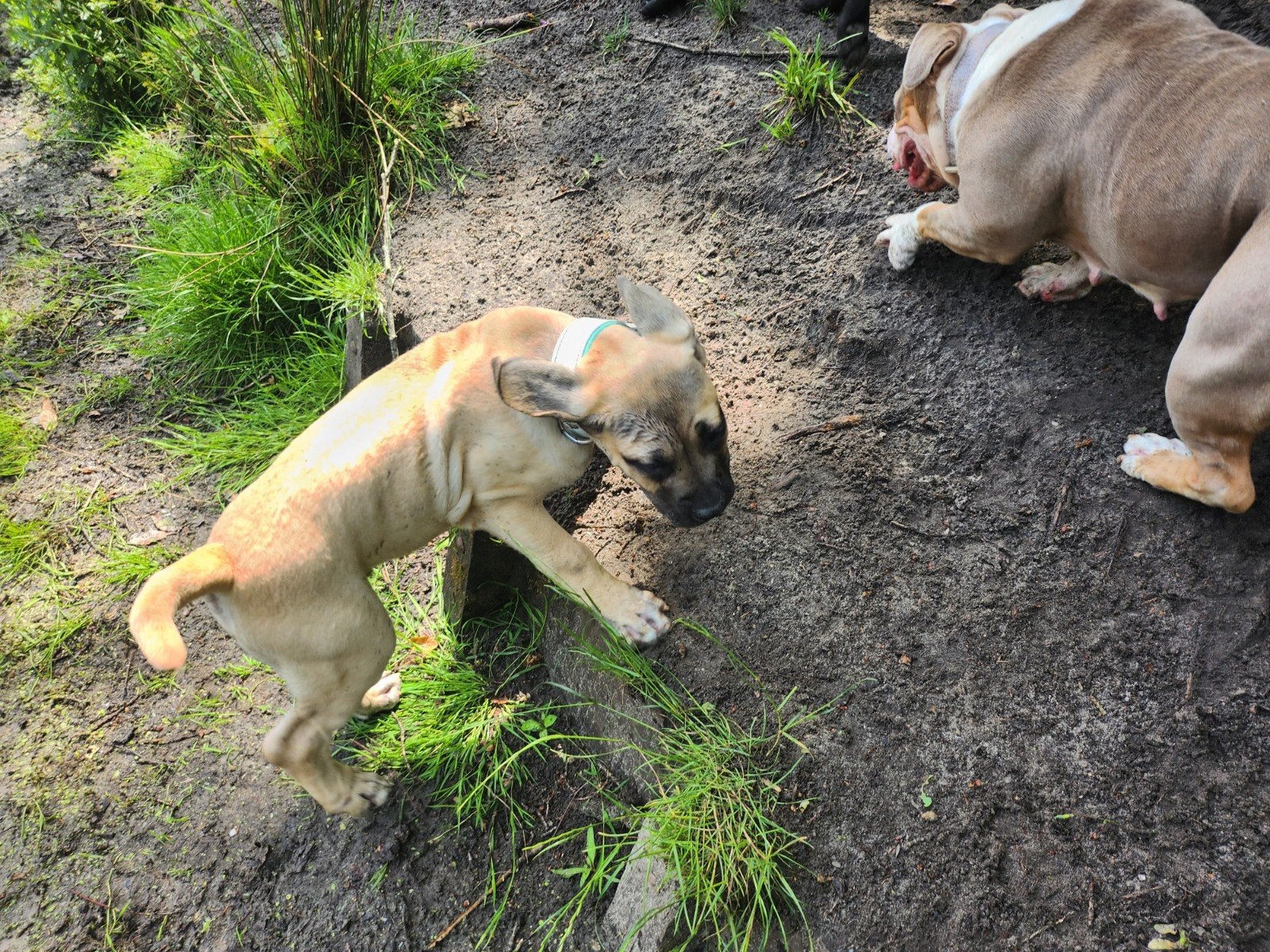 Boerboel pup reu, Parvo, 15 weken tot 1 jaar, Eén hond, Nederland
