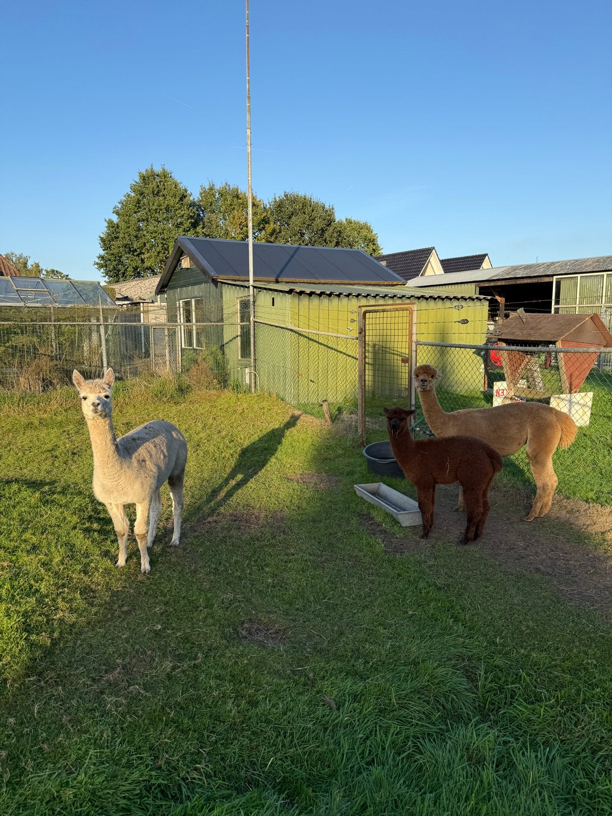 Alpaca’s 2 merries en 1 jong, Dieren en Toebehoren, Alpaca