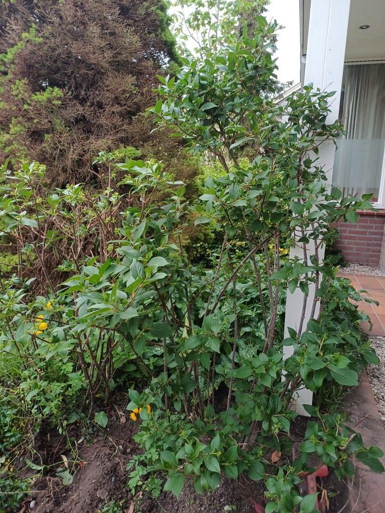Twee grote hortensias, wit, Ophalen, Overige soorten