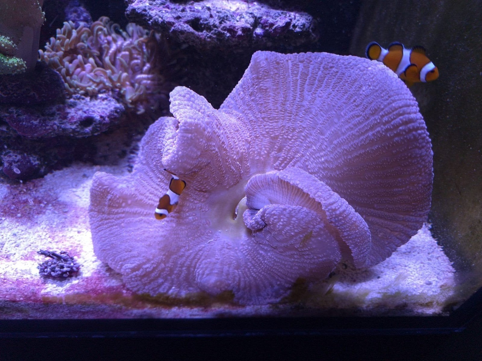 Zeeaquarium  Grote  tapijt annemoon, Dieren en Toebehoren, Vissen | Aquariumvissen, Vis